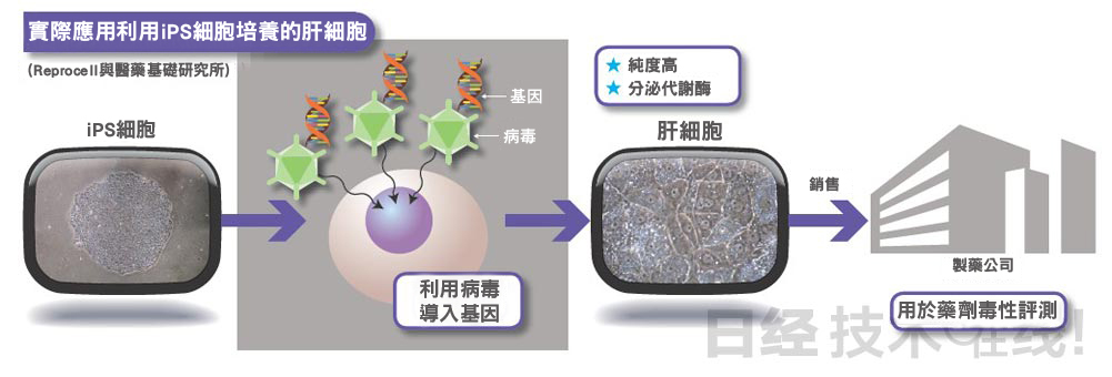 Ips萬能細胞 培養器官組織縮短新藥開發 Stockfeel 股感