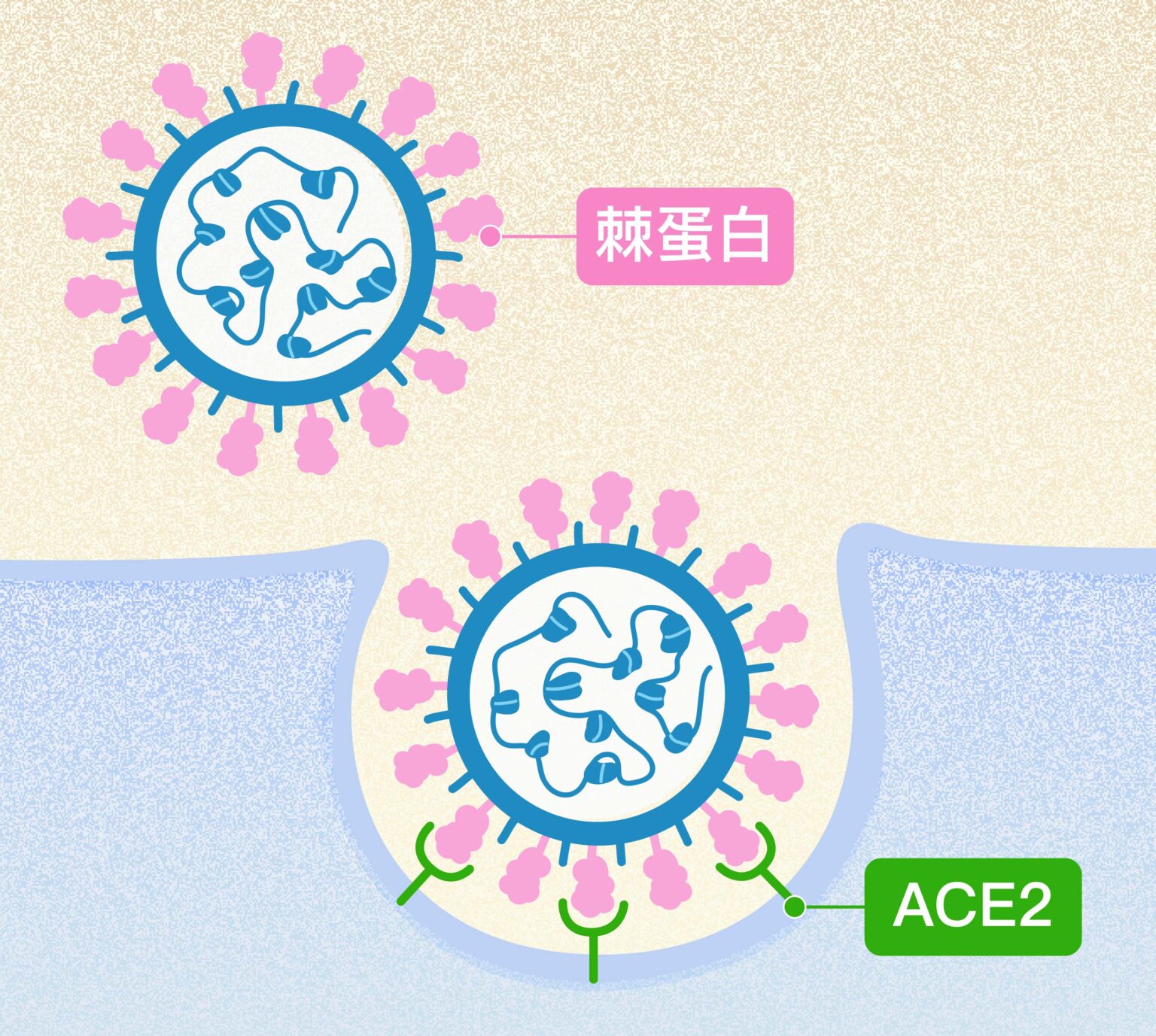 新冠病毒表面突起的棘蛋白（粉紅色突起），會與人體細胞表面受體 ACE2 （綠色Y型）結合，藉此感染、進入細胞大量自我複製。 圖│研之有物