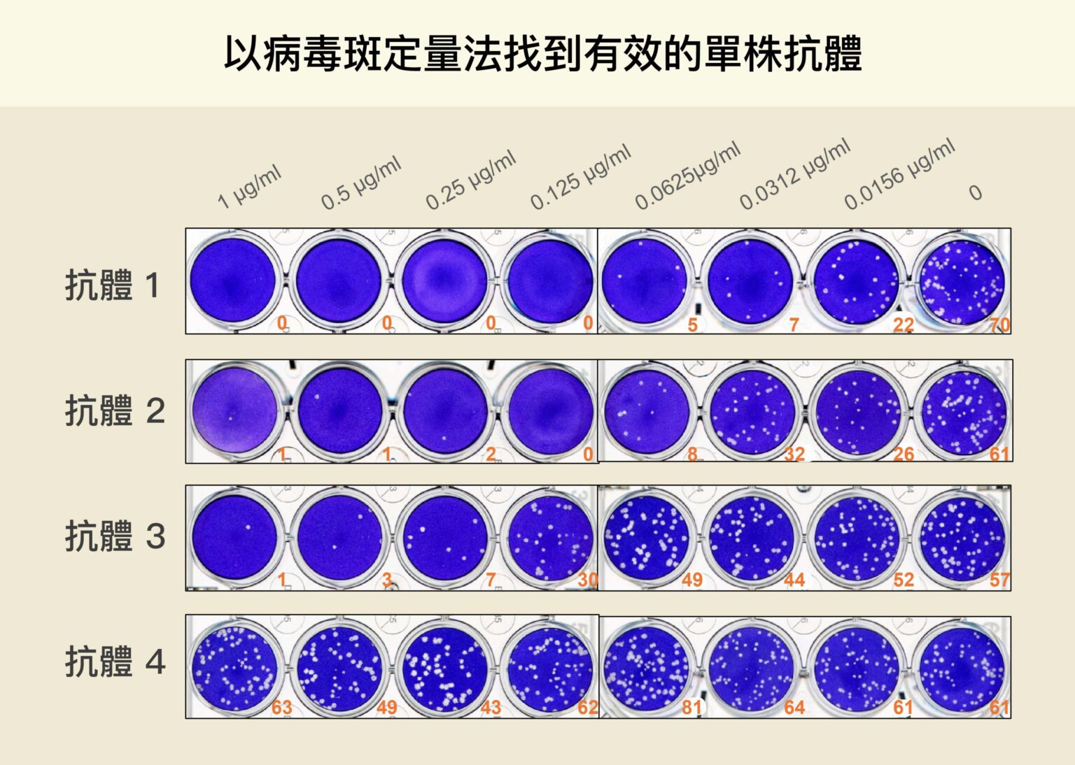 每一行代表一種抗體的測試組，研究員在每個裝滿細胞的培養皿中，分別放入新冠病毒與稀釋後的抗體（上方橫軸為抗體濃度，越往右濃度越低），白點代表加入抗體後仍受到感染的細胞。從白點數量可知，第一種抗體中和新冠病毒的能力最好，細胞受到感染的機會最小。圖│林宜玲