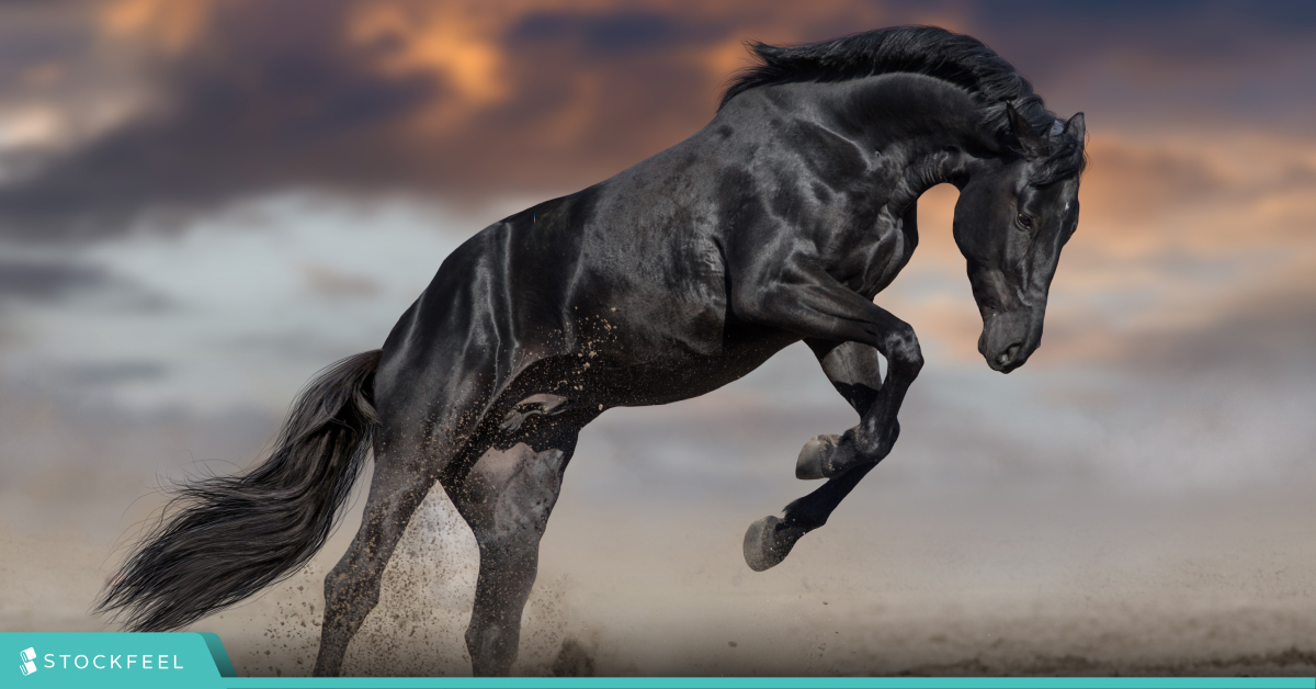 統一黑馬基金持股?統一黑馬基金為什麼這麼受歡迎?績效? - StockFeel 股感