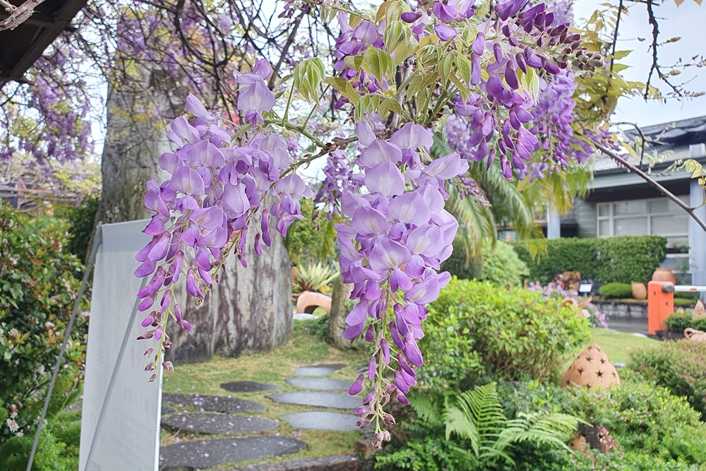 台北花卉村 紫藤花