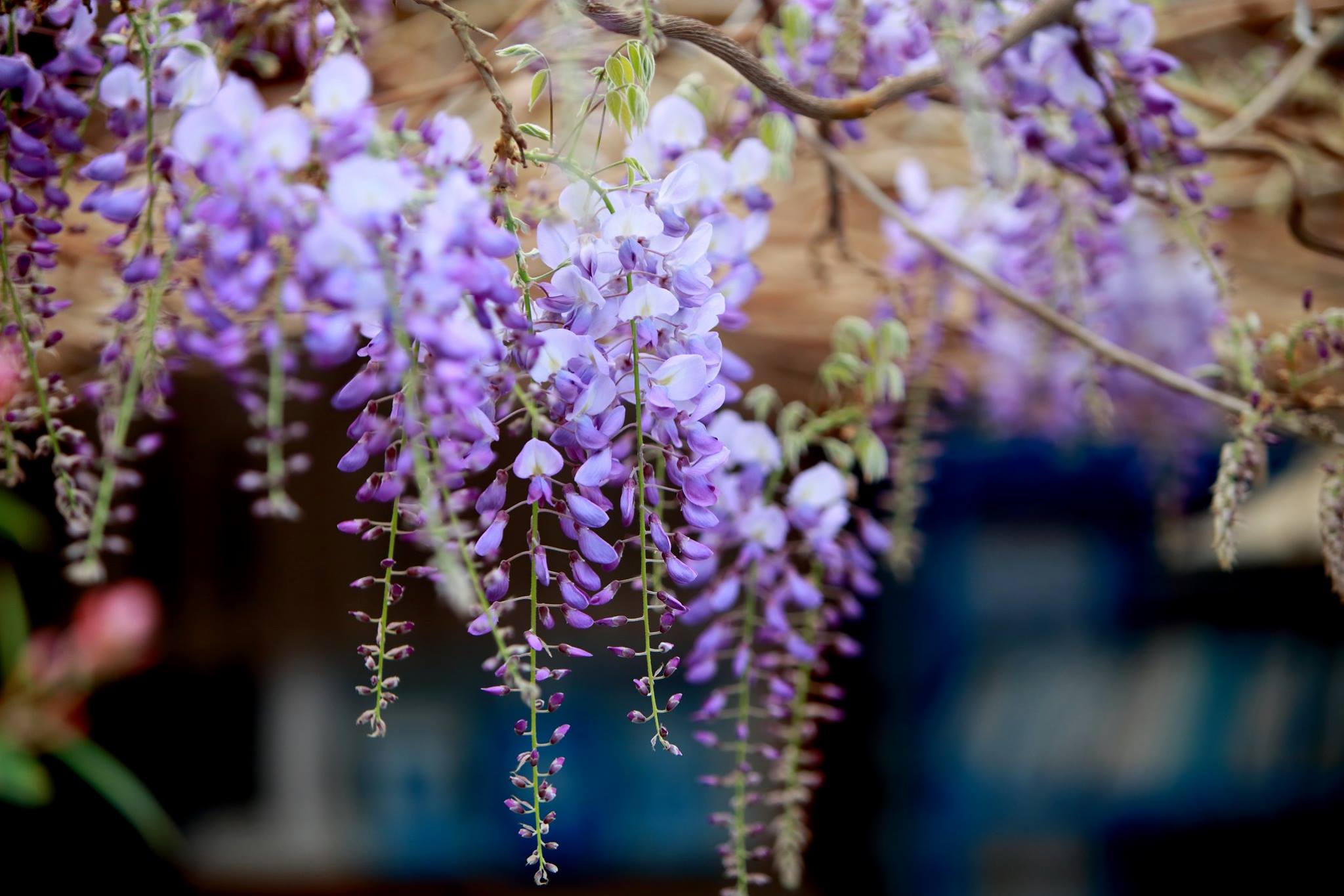 瑞里紫藤花季 紫藤花