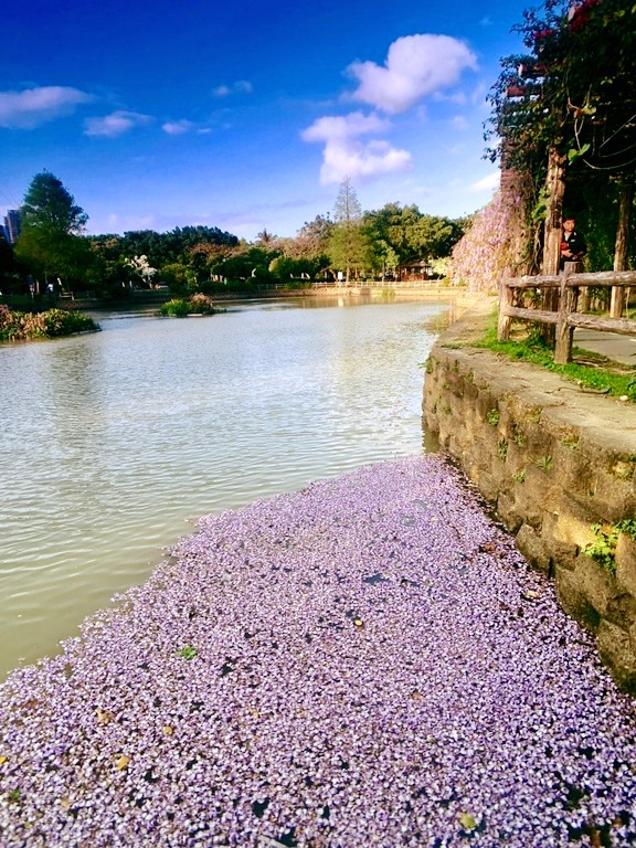 大湖紀念公園 紫藤花