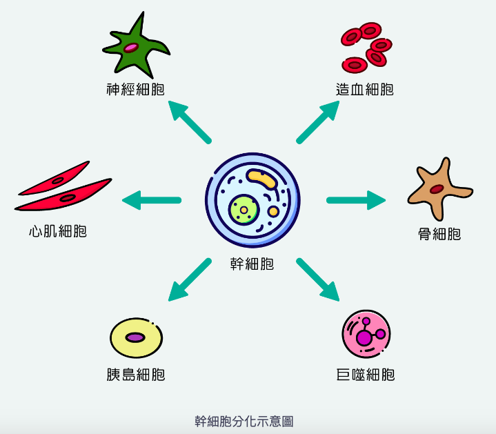幹細胞分化
