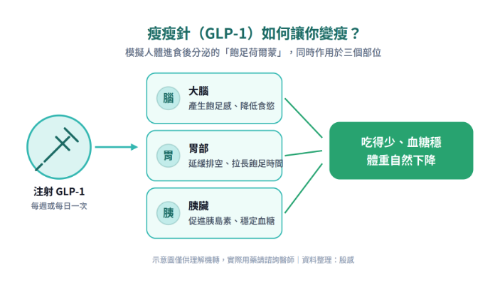 瘦瘦針機轉 瘦瘦針機轉